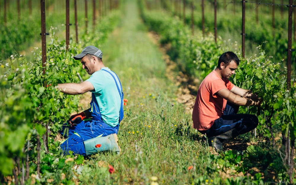 La nouvelle cuvée Gourmandi’nages - Un vin qui a du peps ! post image