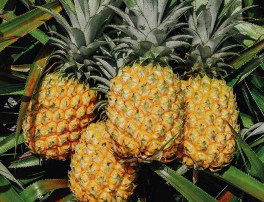 Concours Général Agricole 2026 : 38 médailles pour La Réunion, dont 26 pour les rhums post image