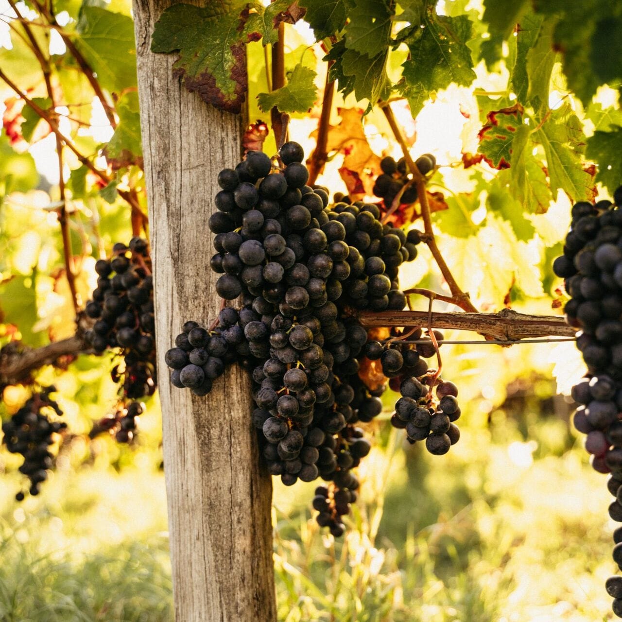 Château La Vieille Cure… un Fronsac d’exception