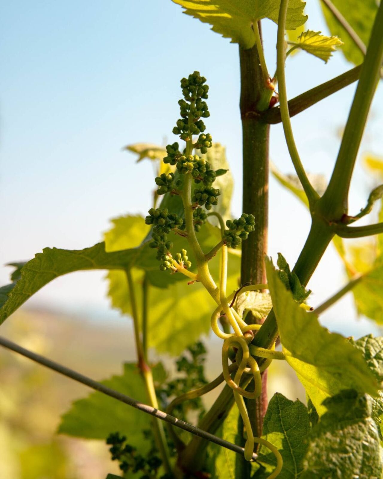 Les monocrus Champagne Boizel, le plus pur reflet des terroirs champenois