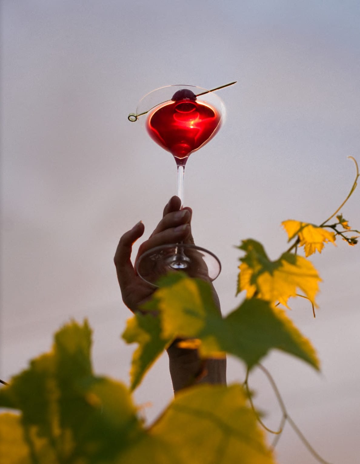 Éditions Vyne : né du vin, pensé pour le cocktail