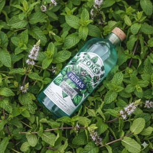 Fons souffle une brise de fraîcheur avec Frimas post feature image