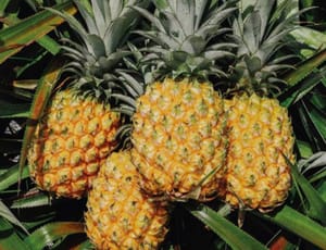 Concours Général Agricole 2026 : 38 médailles pour La Réunion, dont 26 pour les rhums post feature image